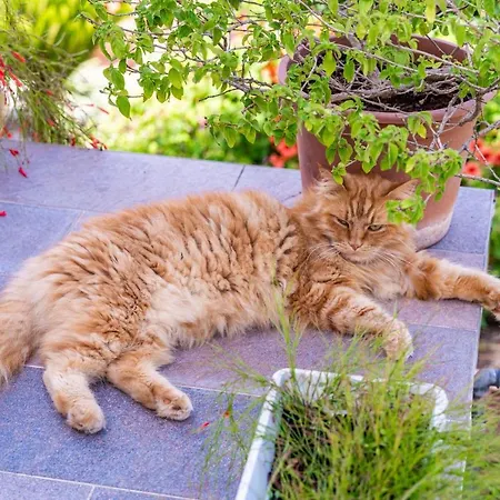 Green Garden Lägenhet Dubrovnik