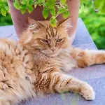 Green Garden *